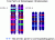 Locus on homologous chromosomes.gif