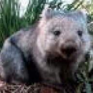 stevethewombat