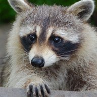 MrsRacoon