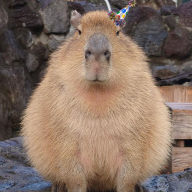 capybara_party